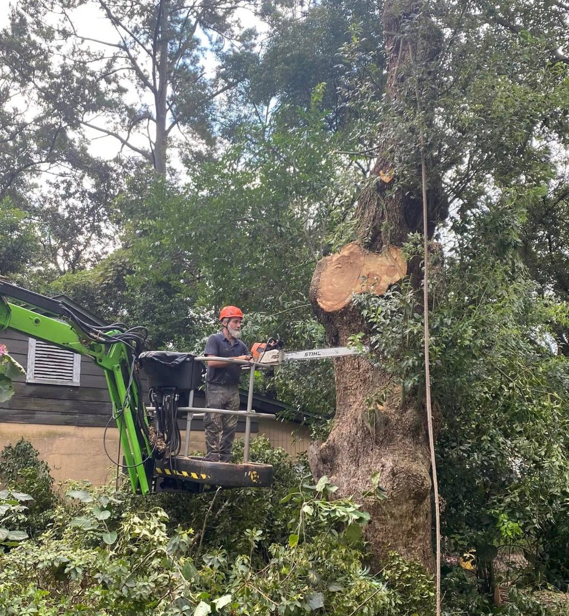 Tree Removal